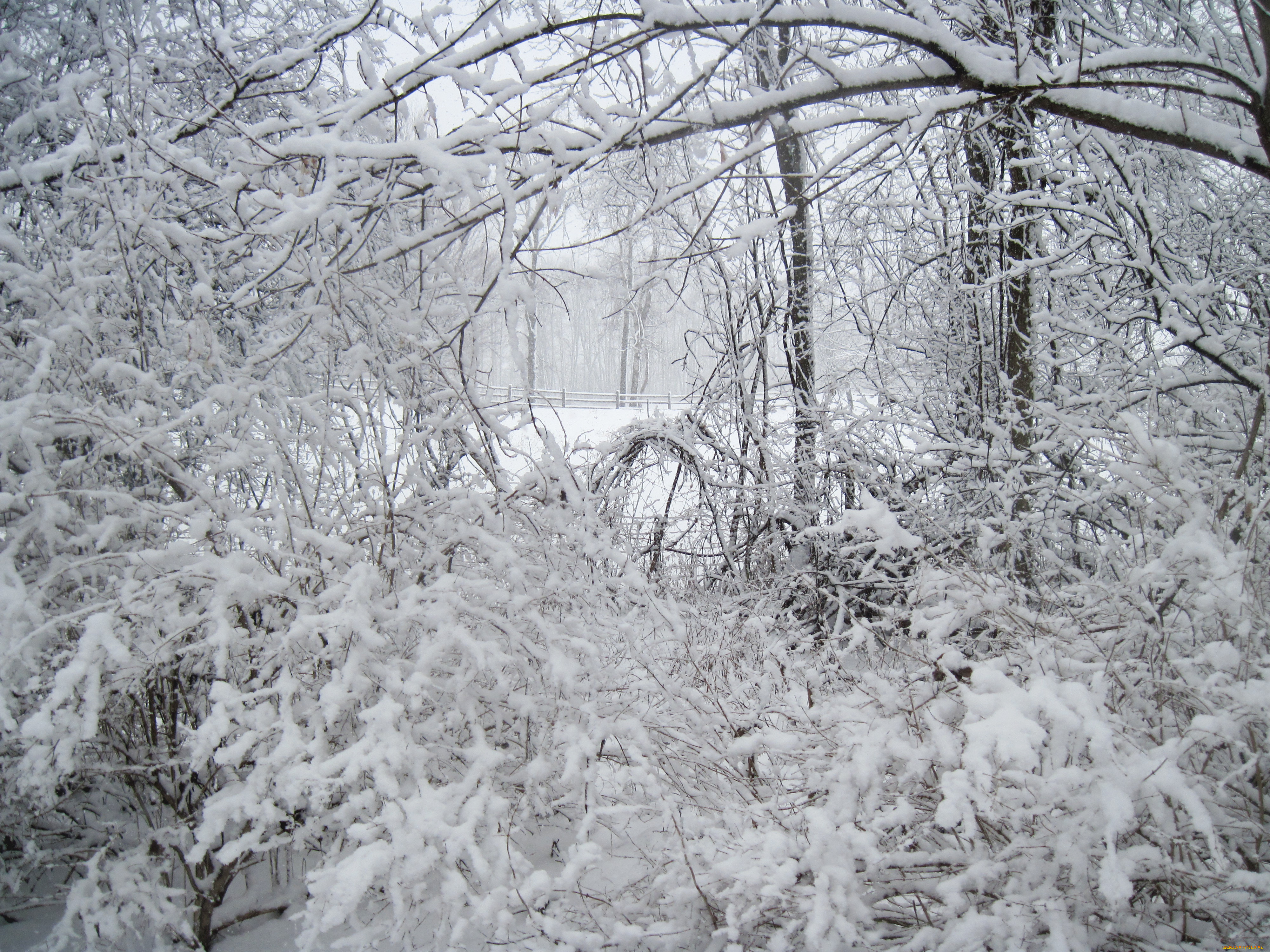 , , , winter, , frost, snow, 